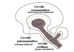 cervello2